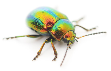 green beetle - obrazy, fototapety, plakaty