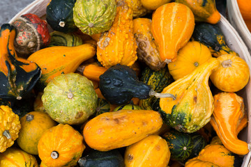 Gourds