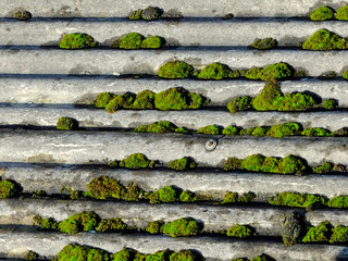 Moos auf Eternitdach