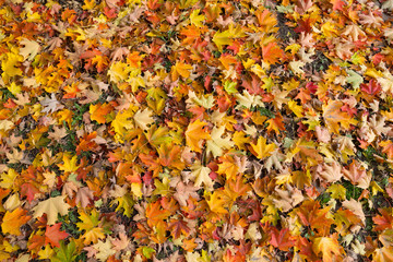 Maple Leaf Texture