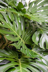Naklejka na ściany i meble Philodendron monstera obliqua, green leaf background