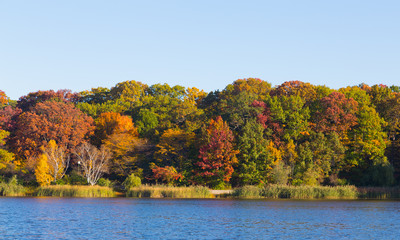 Trees along a lake in the fall