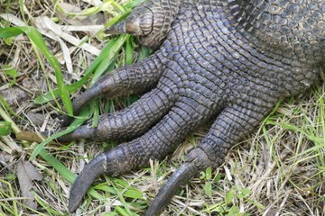 Komodo dragon Claw