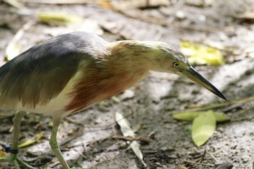 Yellow bittern - Asian bird