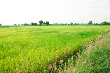 Rice field