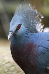 Goura victoria - Victoria Crowned pigeon