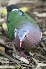 Common Emerald dove (Chalcophaps indica)