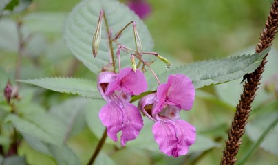 Himalayan balsam flower and leaves - obrazy, fototapety, plakaty