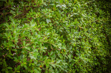 Fototapeta na wymiar the Green leaves wall