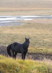 Icelandic horse in northern Iceland