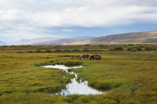 Icelandig horses in eastern Iceland