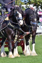 pair of working shire horses