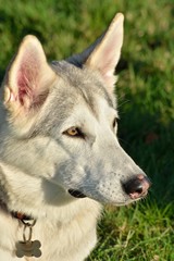 White Husky Dog