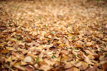 Autumn leaves background
