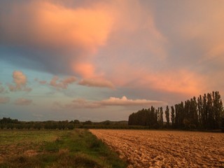 fields in dusk
