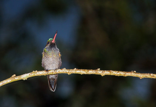 Hummingbird on a Branch, Drake Bay, Costa Rica