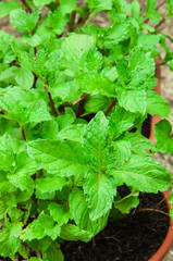 Mint leaves background.