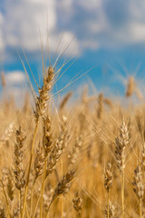 A wheat field, fresh crop of wheat