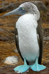 Blue-footed booby