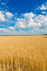 A wheat field, fresh crop of wheat