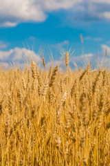A wheat field, fresh crop of wheat