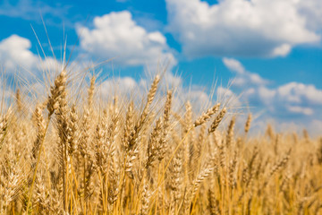 Naklejka premium A wheat field, fresh crop of wheat