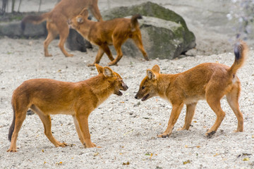 Dhole (Cuon alpinus)