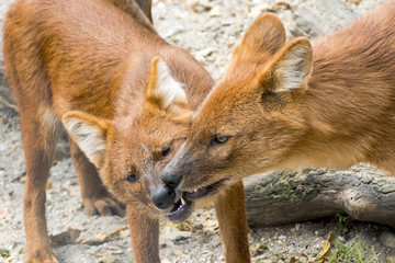 Dhole (Cuon alpinus)