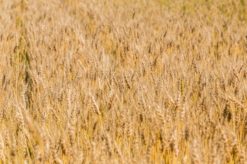 A wheat field, fresh crop of wheat