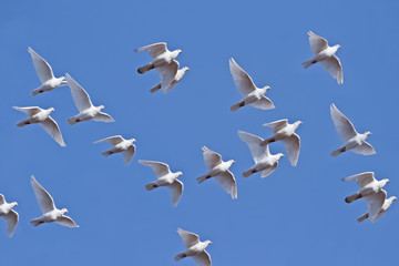 Weiße Tauben fliegen am blauen Himmel