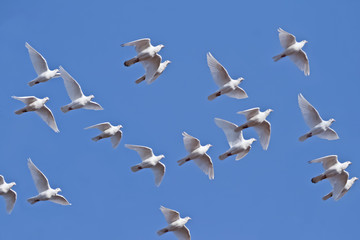 Weiße Tauben fliegen am blauen Himmel