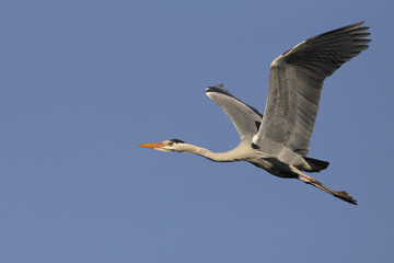 Grey heron
