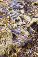 black tree with big roots in a golden forest in autumn