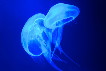 Naklejka premium Two jellyfish on a blue background