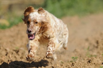 english setter running