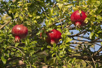 Granadas en el árbol.