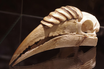 Hornbill skull birds 2 © Vitezslav Halamka