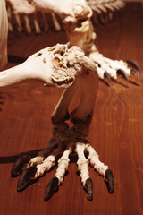 Dragon reptile skeleton foot 2