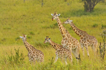 Giraffe Family in the Veldt