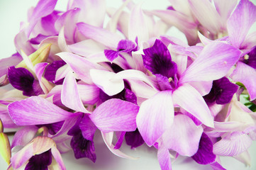 Violet orchid isolated on white background