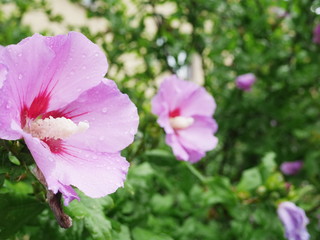violet hibiscus
