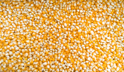 Tasty yellow grains of corn. Whole background.