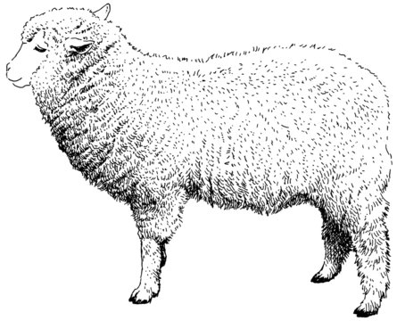 羊　ペン画