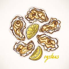 hand-drawn sketch oysters - 2