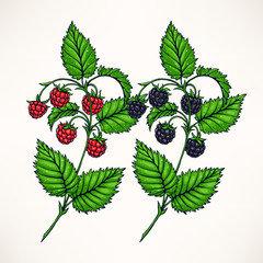 raspberries and blackberries