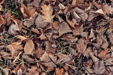Fallen leaves