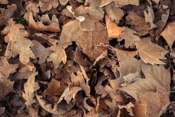 Fallen leaves