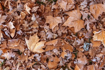 Fallen leaves