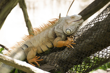 Close up Iguana