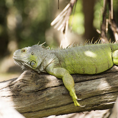 Green Iguana